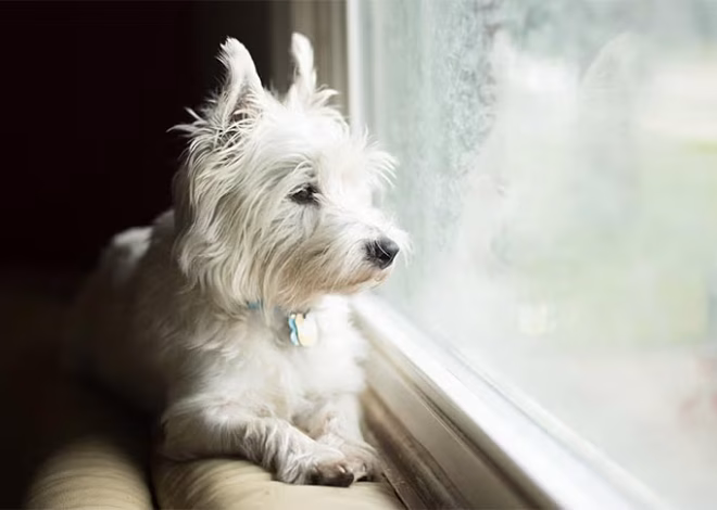 Calm Behavior Reinforcement Coaching Phoenix: Building Better Habits for Dogs